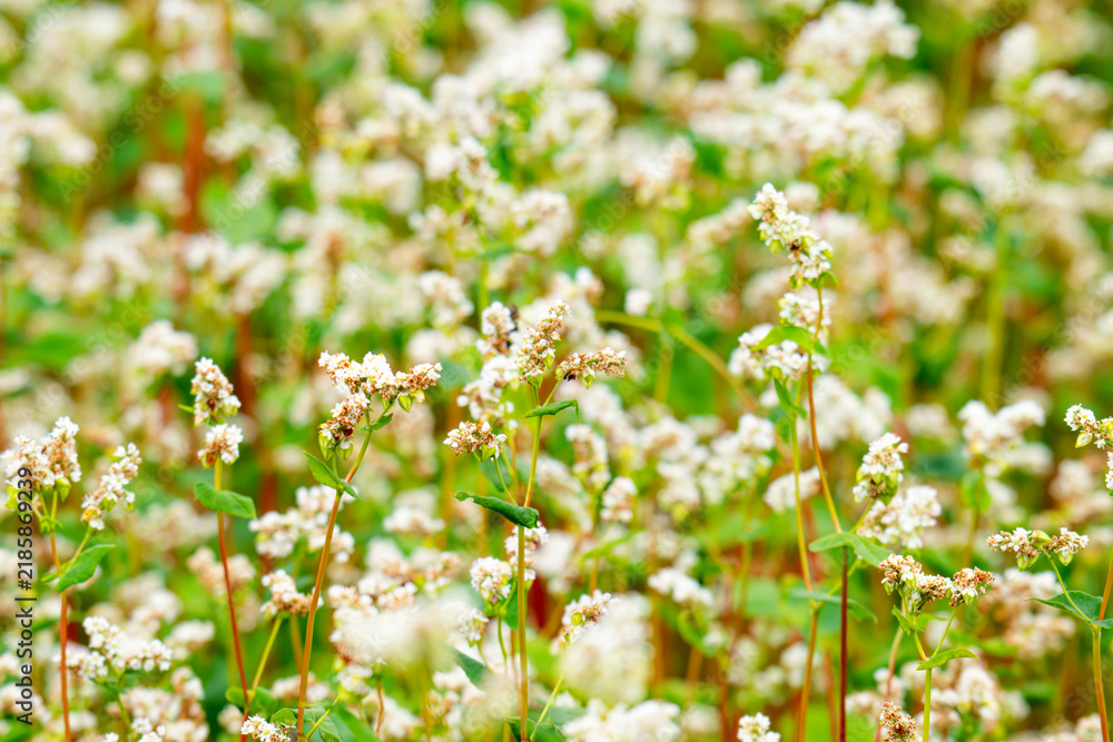 Obraz premium Close-up of a blooming buckwheat field