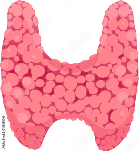 Thyroid gland anatomical illustration depicting the endocrine system organ