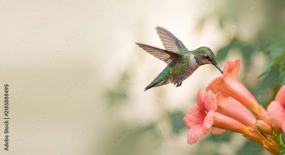 Obraz premium Green hummingbird hovering over pink trumpet flower in garden wildlife nature macro photo