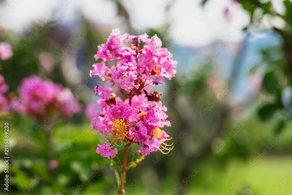 Fototapeta premium Crepe myrtle, Lagerstroemia indica. Close-up of vibrant pink flowers with green leaves in a garden setting. The background features blurred greenery and hints of distant hills.