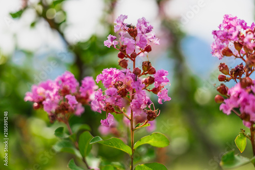 Foto Crepe myrtle, Lagerstroemia indica