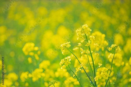 一面に咲く菜の花