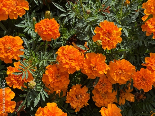 orange flowers background