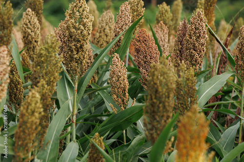 Jowar grain sorghum crop farm