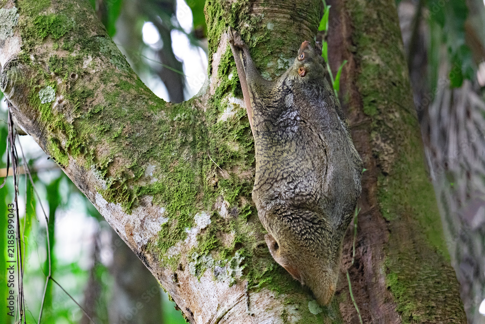 Obraz premium Camouflaged flying lemur in slumber, in Borneo.