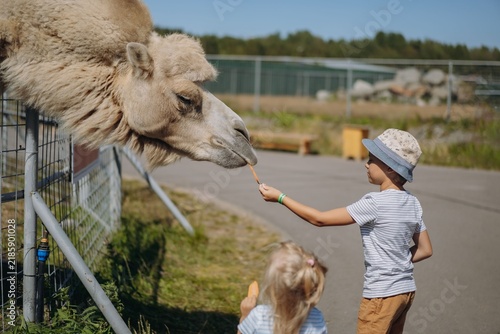 cute little children feedeing camel in zoo