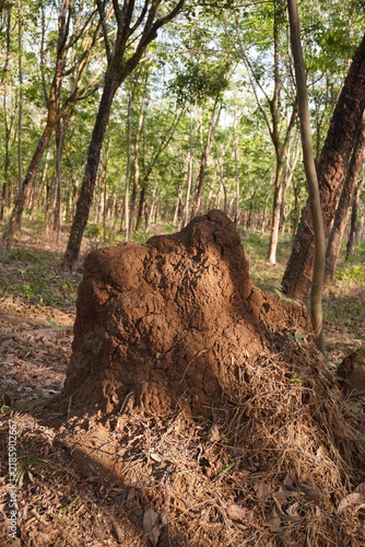 Bild auf Leinwand An earthen termite mound stands tall and majestic in the rubber plantation area