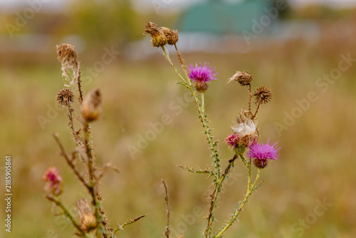 Thistle (Carduus). Blooming and faded prickly basket plants in an autumn meadow
