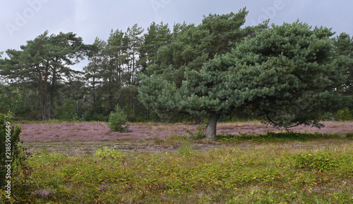 heide