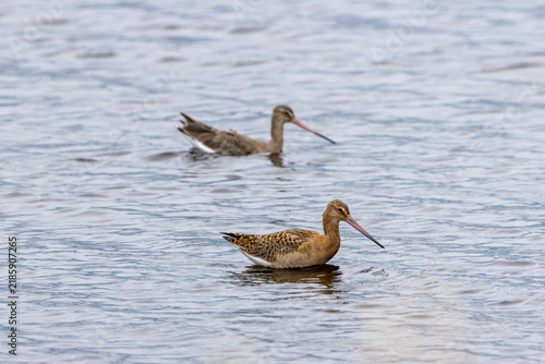 Photography Two black-tailed godwits on the water