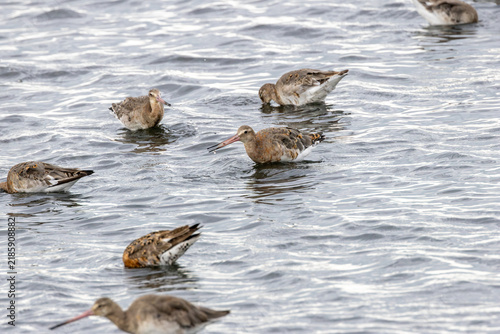 Canvas Print Black-tailed godwits on rippling water