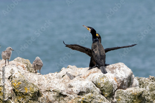 Adult great cormorants on coastal rocks