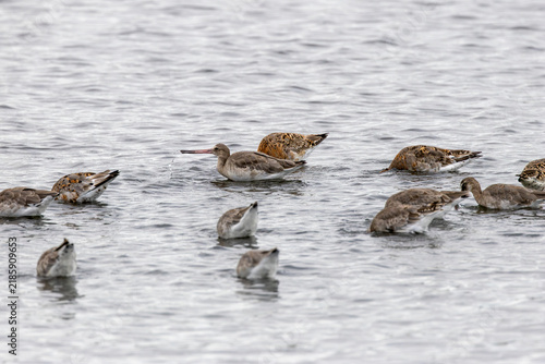 Canvas Print Black-tailed godwits feeding in shallow water