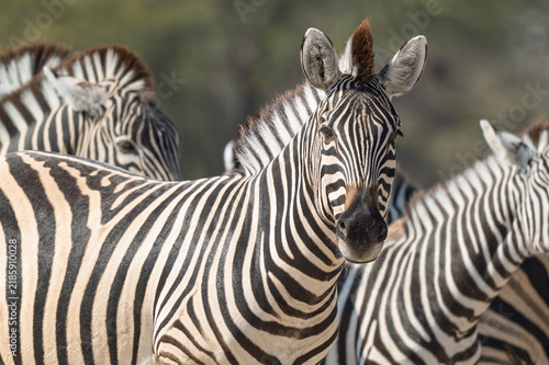 Zebra in herd in Kalahari Landscape