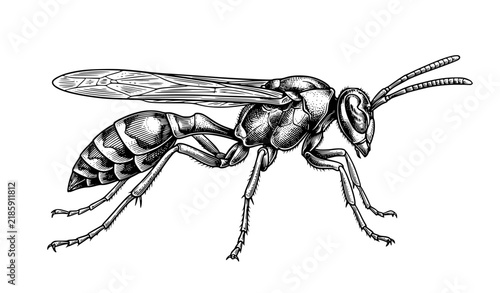 Greater Potter Wasp Delta unguiculatum Vintage Ink Sketch with Shadow
