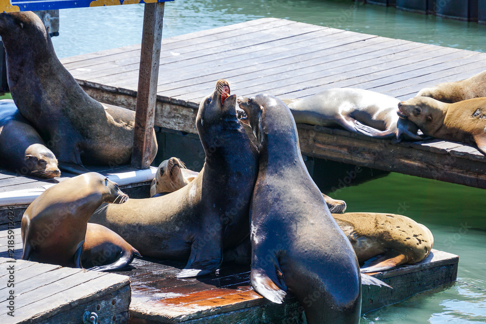 Fototapeta premium California sea lions at Pier 39 in San Francisco