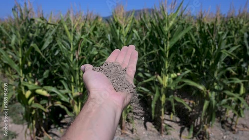 Farmer holding and pouring soil from his hand in front of a corn field. Agronomist showing rich and fertile soil in his hand at the farm. Man inspecting dark organic earth in a maize plantation.