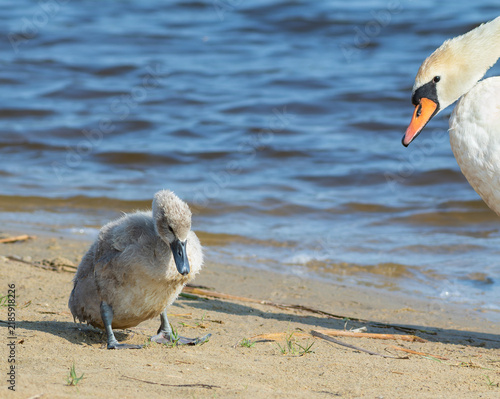 Фотография Small mute swan cygnet with parent on sandy beach