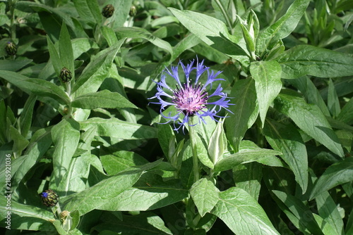 Purple and blue flowers of Centaurea montana in mid May