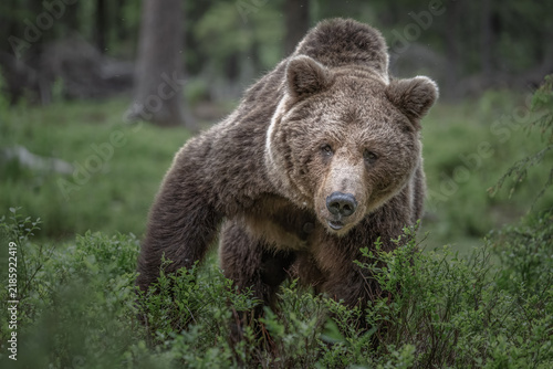 Big male brown bear stands and gazes in a forest setting