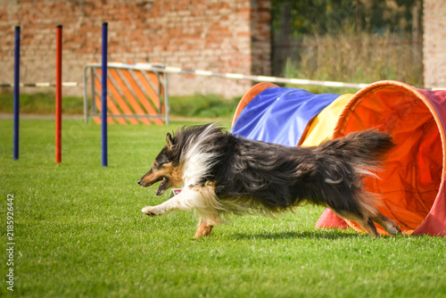 фотографія Sheltie running out of an agility tunnel and turning quickly on a green grass course