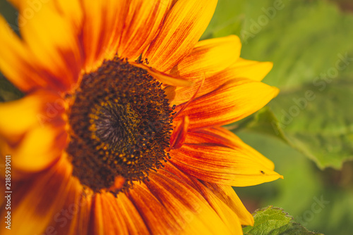 Foto An extreme close-up view of a vibrant dwarf sunspot sunflower in full bloom