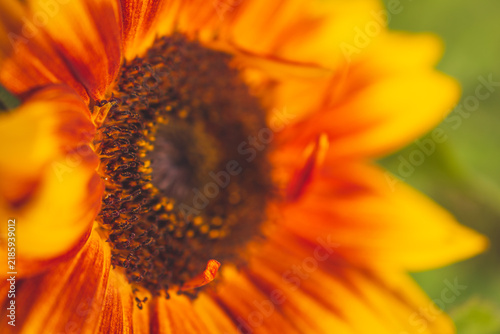 Obraz na plátne An extreme close-up view of a vibrant dwarf sunspot sunflower in full bloom