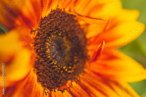 фотографія An extreme close-up view of a vibrant dwarf sunspot sunflower in full bloom