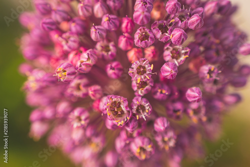 Cuadro en lienzo A close-up macro shot of the flower of Allium ampeloprasum,  also known as wild