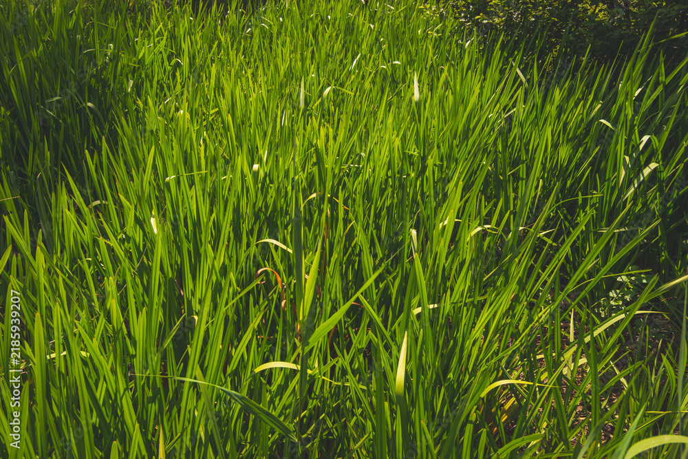 Obraz premium A close-up shot of green plants growing under the sunlight at a river stream
