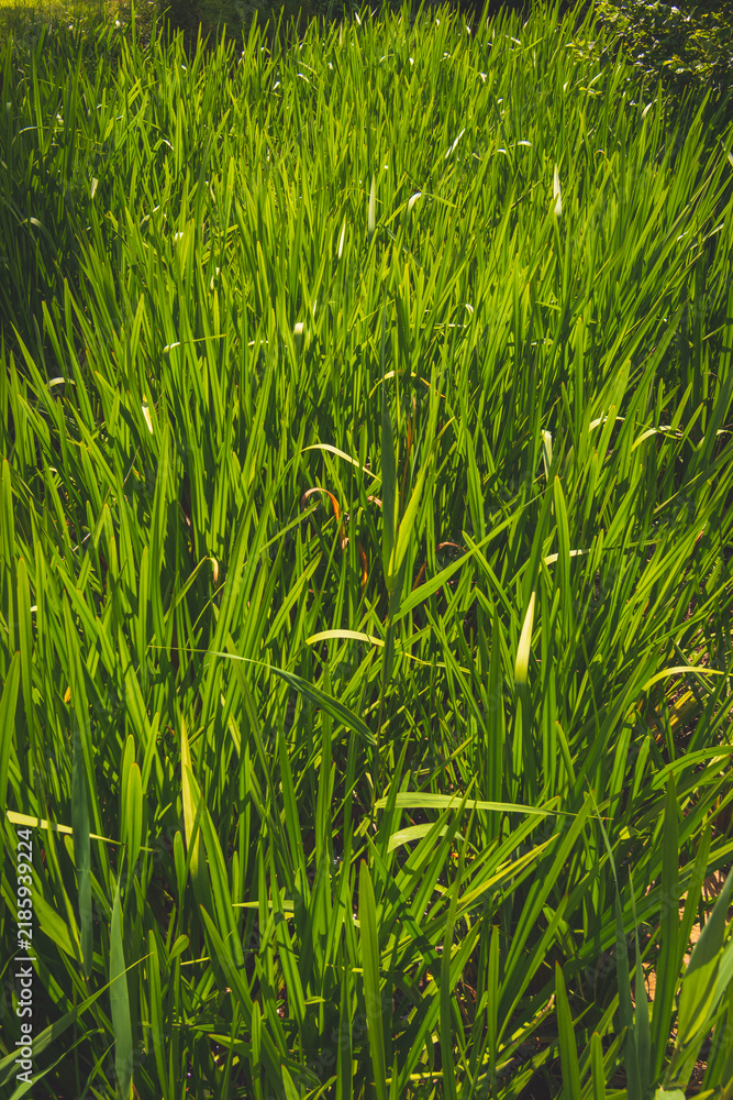 Obraz premium A close-up shot of green plants growing under the sunlight at a river stream