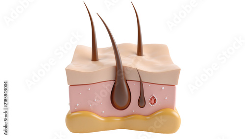Canvastavla Cross-section of human skin with hair follicles and oil gland, isolated on trans