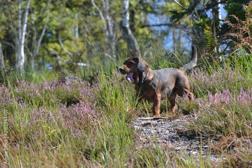 Alpine dachsbracke hunting dog in blooming heather meadow