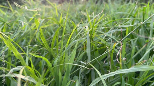 Static close-up shot of green grass swaying gently in a light breeze with soft sunlight.