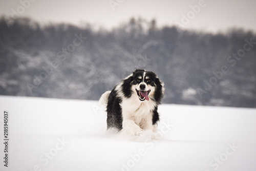 Energetic Border Collie running outdoors in snowy nature, tail up and playful mood.	