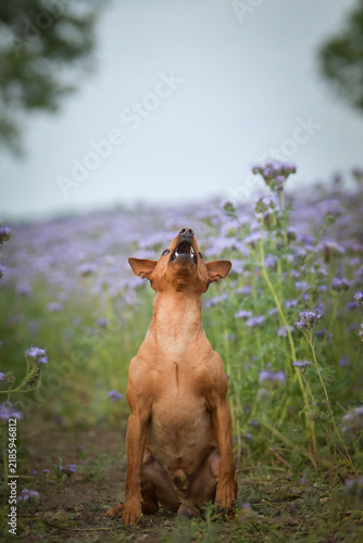Small brown dog sitting on a narrow path in a blooming purple flower field, looking calmly at the camera. Peaceful natural portrait.	
