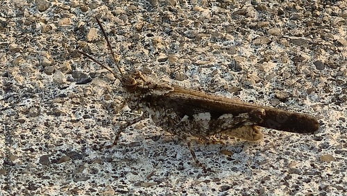 Foto Camouflaged Grasshopper Resting on Gravel Ground