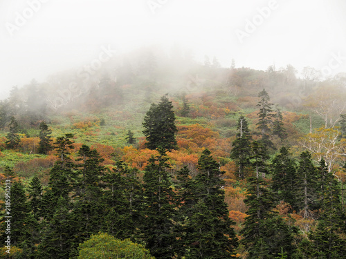 Plakat 霧に煙る秋の山の風景