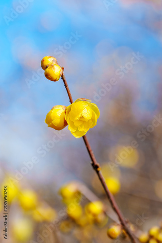 早春を告げる黄色い蝋梅の花