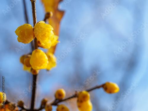 早春を告げる黄色い蝋梅の花