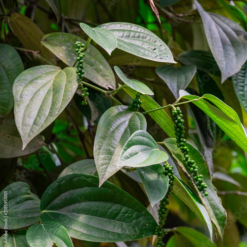 Fresh green peppercorns growing on a vine hanging next to a vibrant green leaf on a tropical spice plantation