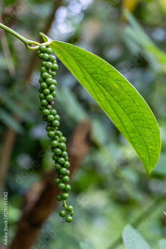 Fresh green peppercorns growing on a vine hanging next to a vibrant green leaf on a tropical spice plantation