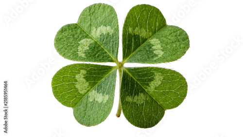 Fotografía Green four-leaf clover with detailed veins, isolated on transparent background