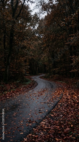 A winding asphalt road through a dense, moody autumn forest with fallen brown leaves covering the ground and the path under a soft, overcast sky in a tranquil woodland setting