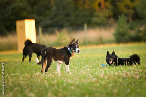 dogs standing and interacting on a grassy meadow during outdoor playtime, with a blue rubber ball toy lying on the ground. Scene shows natural dog communication, social play behavior, and relaxe