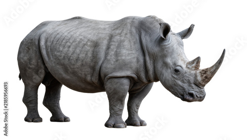 Cuadro en lienzo Gray rhinoceros with large horn, isolated on transparent background