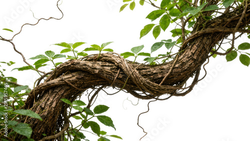 Canvastavla Thick woody vine entwined around a tree branch with green leaves, isolated on tr