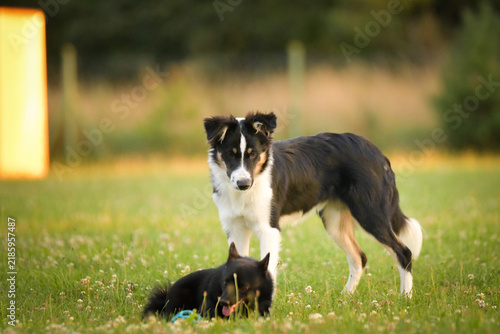 dogs standing and interacting on a grassy meadow during outdoor playtime, with a blue rubber ball toy lying on the ground. Scene shows natural dog communication, social play behavior, and relaxe