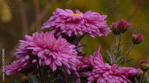 Pink garden chrysanthemum (Chrysanthemum morifolium) blooming flowers, green buds, autumn garden, close-up, natural lighting. Purity and Sustainability.