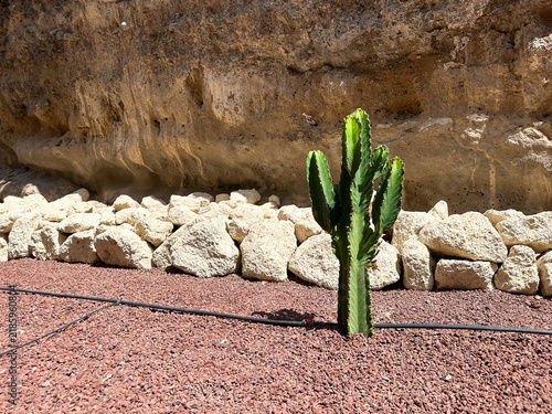 Fotografía Green cactus plant growing in a rocky garden against a sunlit stone wall